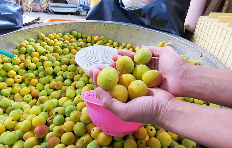 『梅酒の仕込み』はじめました〜♫