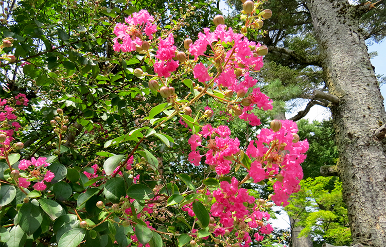 サルスベリの花が咲きました