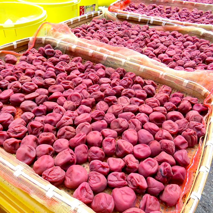 「梅の天日干し」盛りです