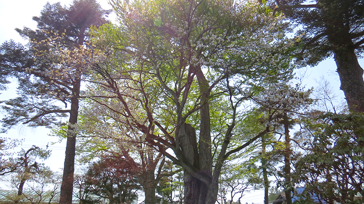 ヤマザクラが八分咲き