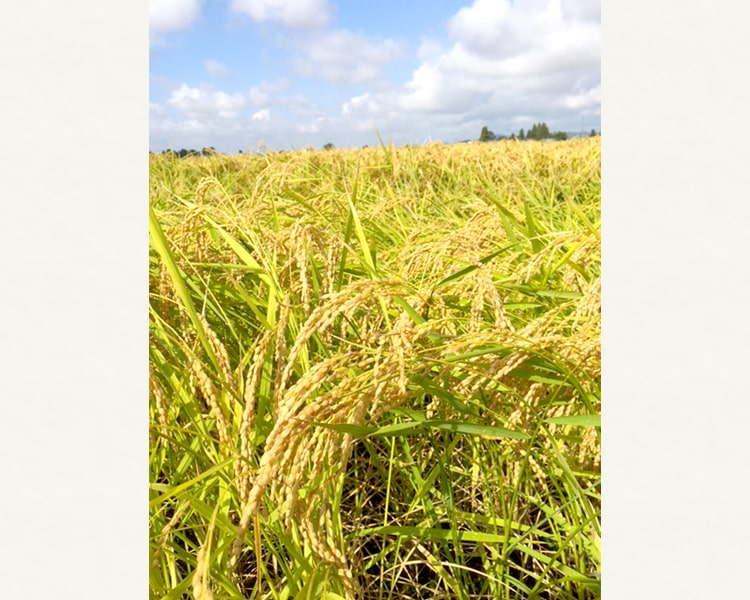 酒造原料米は溶けにくい・・・