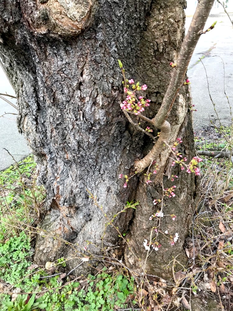 力強く咲く、桜に負けるな！