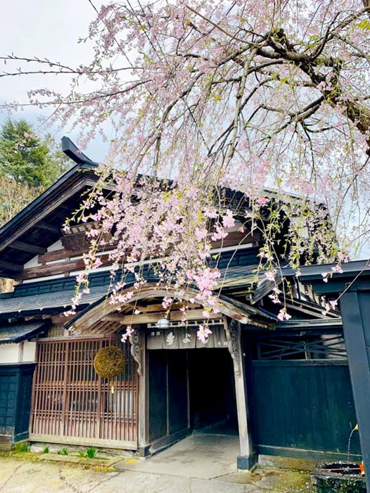 今年最後のお花見