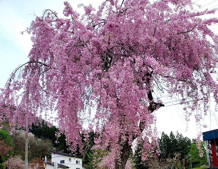 グッバイチェリー、ハローサマー