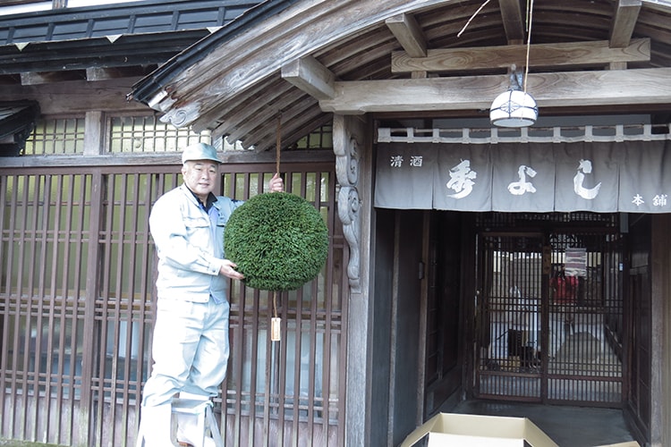 新酒が出来たので新しい杉玉です