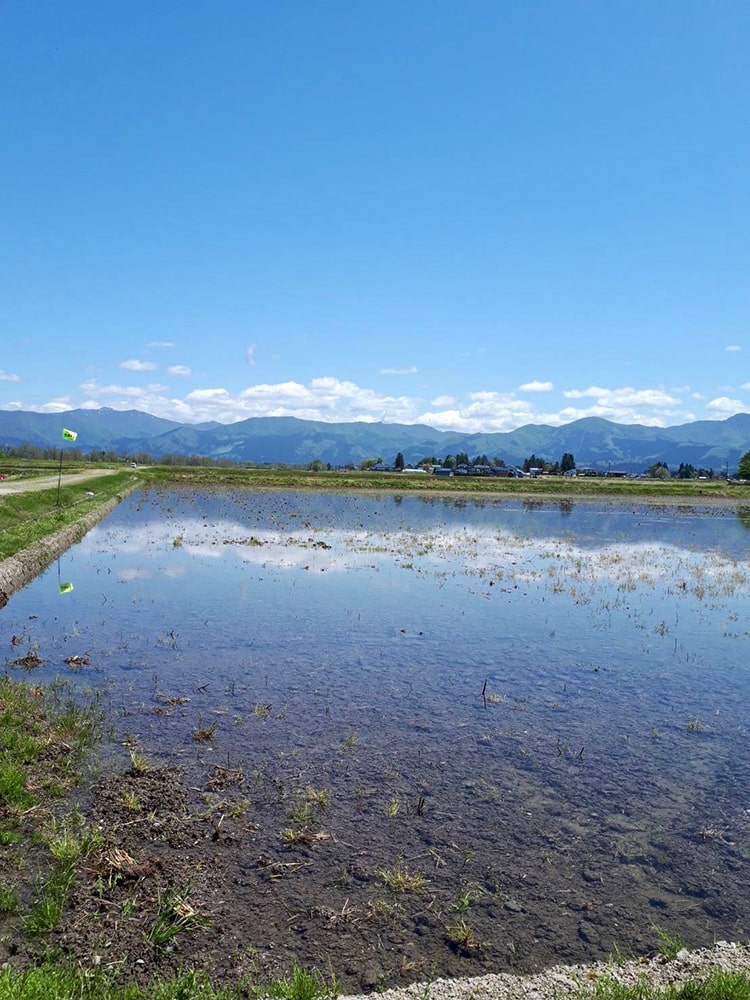 令和３年酒米作り