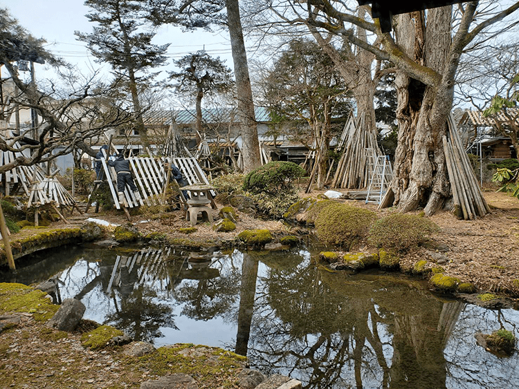 お庭の冬囲い撤去します！