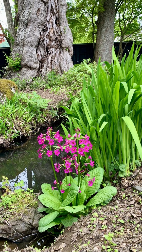 庭に九輪草がが咲きました