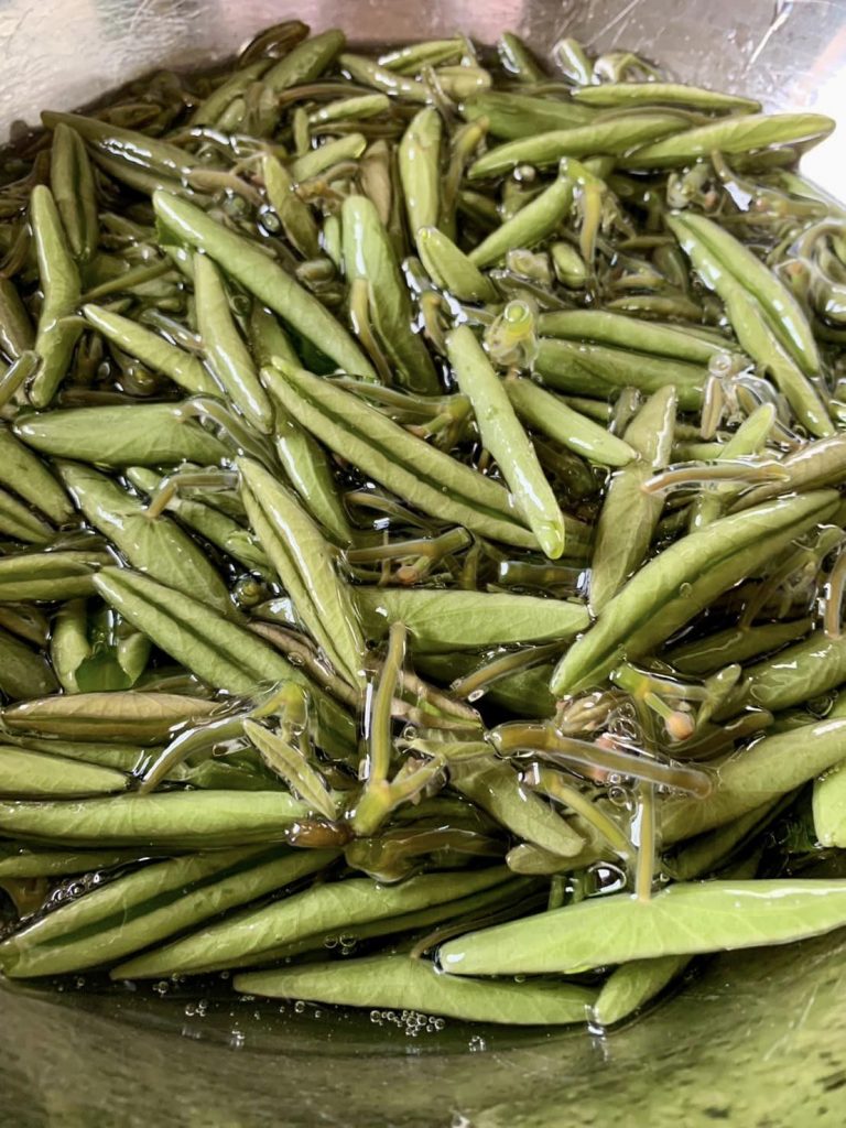 社長夫人、じゅんさい採り名人に